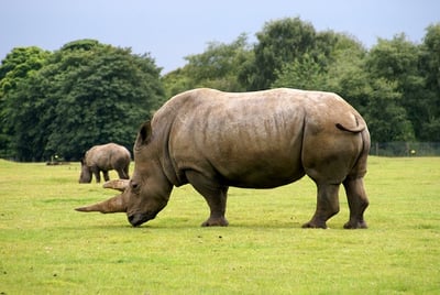 Rhinos